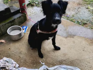 Cachorro raça SRD-ViraLata idade 2 a 6 meses nome Zeus 