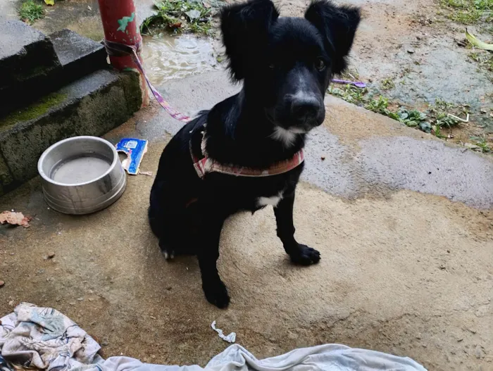 Cachorro ra a SRD-ViraLata idade 2 a 6 meses nome Zeus 