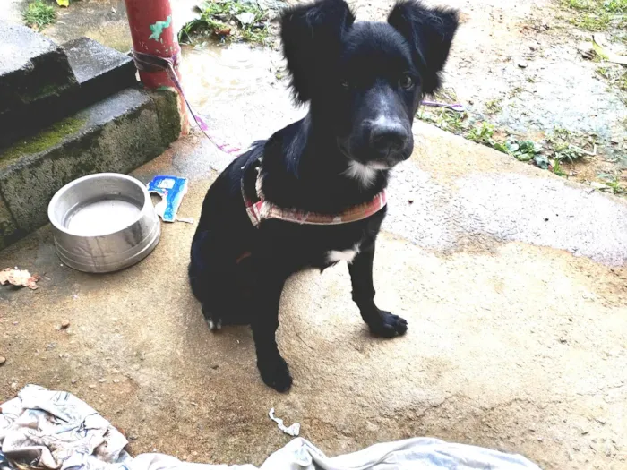 Cachorro ra a SRD-ViraLata idade 2 a 6 meses nome Zeus 