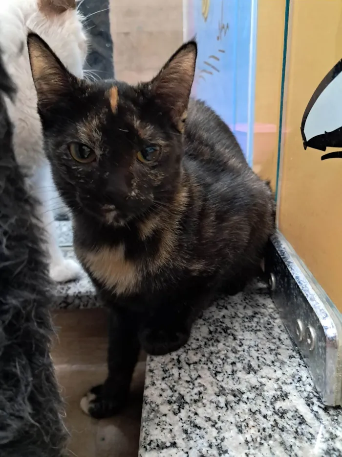 Gato ra a SRD-ViraLata idade 2 a 6 meses nome Maya