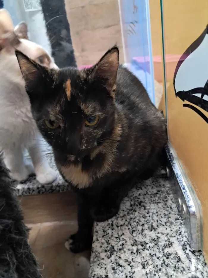 Gato ra a SRD-ViraLata idade 2 a 6 meses nome Maya