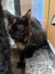 Maya