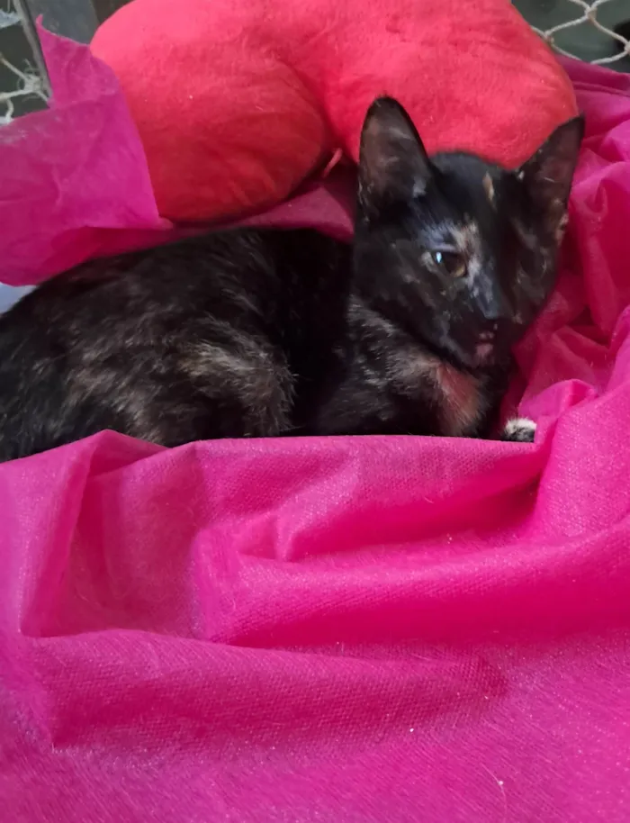 Gato ra a SRD-ViraLata idade 2 a 6 meses nome Maya