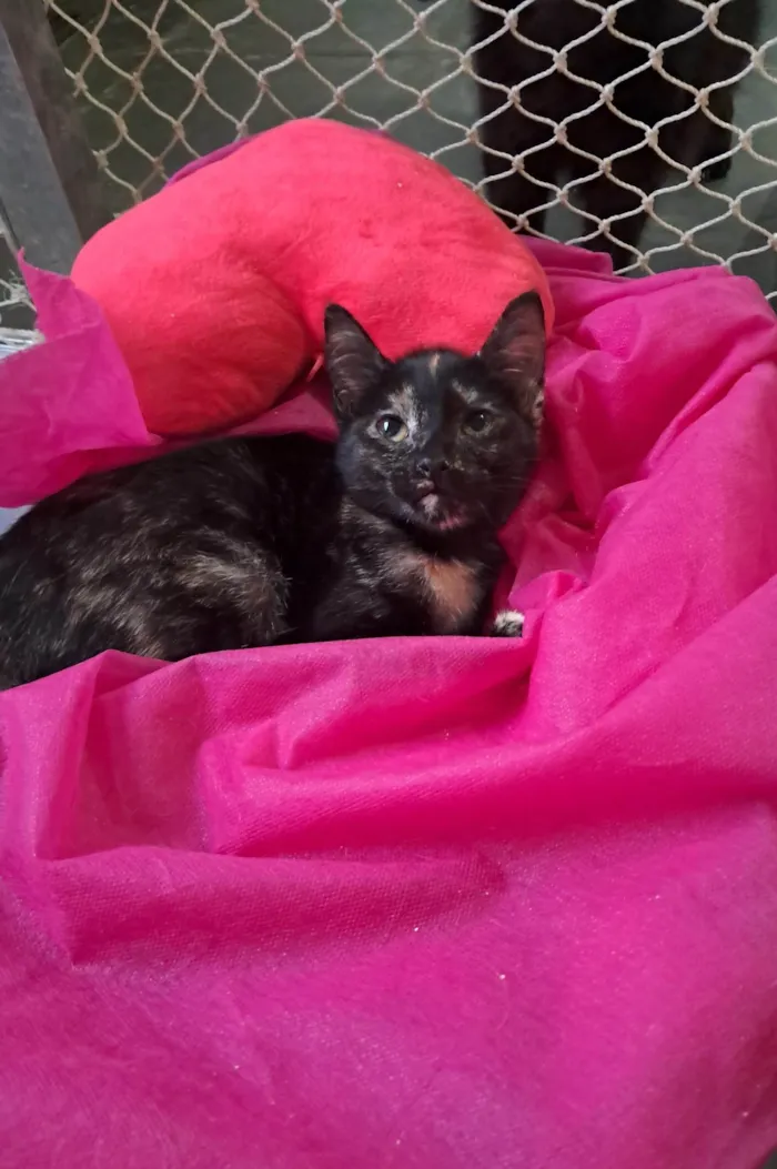 Gato ra a SRD-ViraLata idade 2 a 6 meses nome Maya