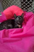 Maya