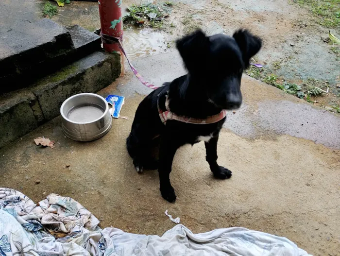 Cachorro ra a SRD-ViraLata idade 2 a 6 meses nome Zeus 