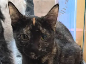 Gato raça SRD-ViraLata idade 2 a 6 meses nome Maya