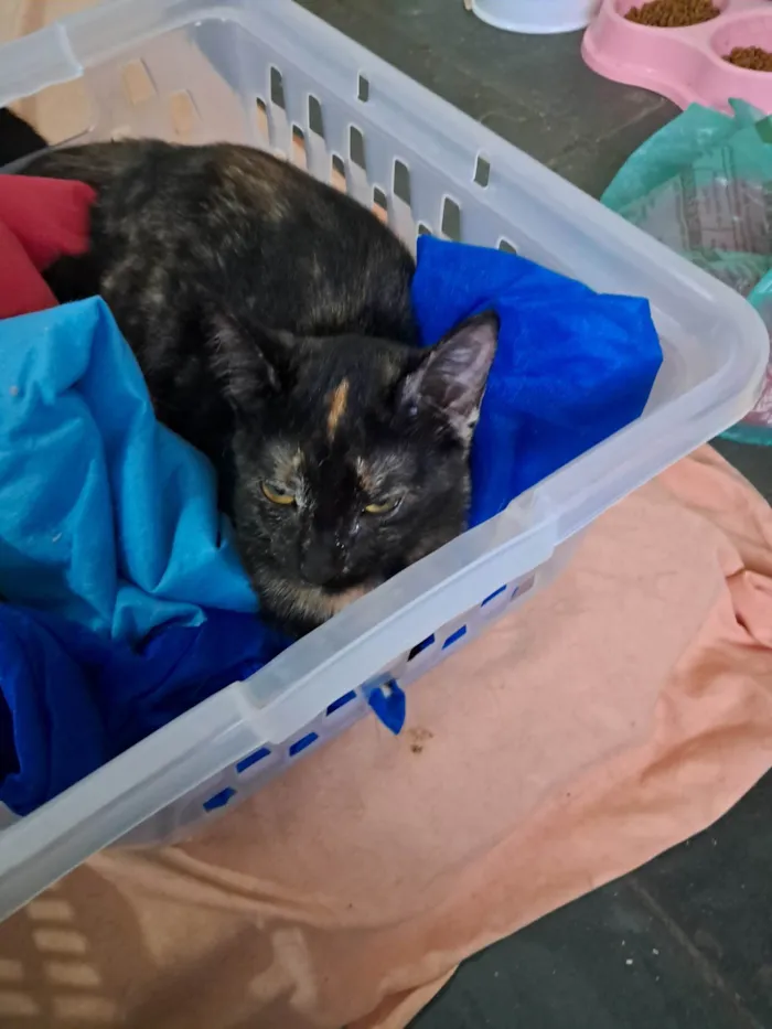 Gato ra a SRD-ViraLata idade 2 a 6 meses nome Maya