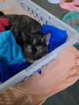 Maya
