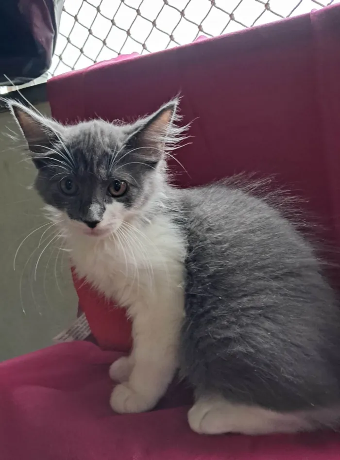 Gato ra a SRD-ViraLata idade 2 a 6 meses nome Laura