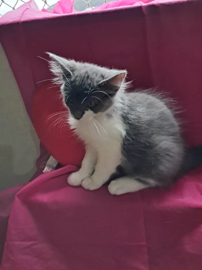 Gato ra a SRD-ViraLata idade 2 a 6 meses nome Laura