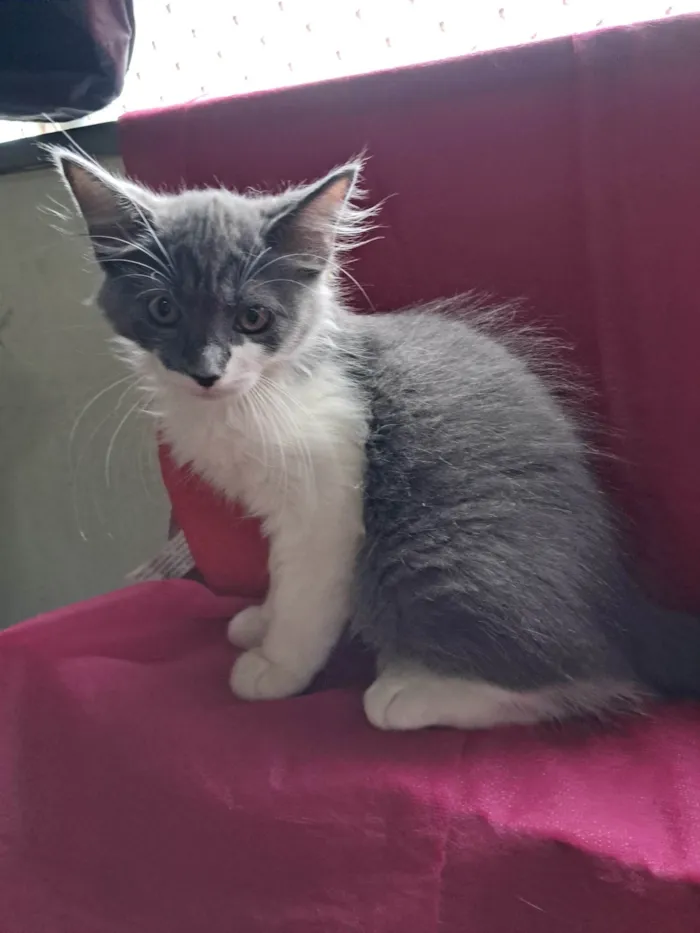 Gato ra a SRD-ViraLata idade 2 a 6 meses nome Laura