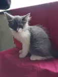 Laura