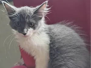 Gato raça SRD-ViraLata idade 2 a 6 meses nome Laura