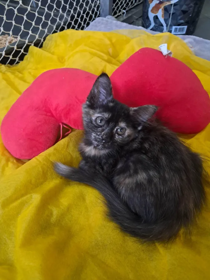 Gato ra a SRD-ViraLata idade 2 a 6 meses nome Kate