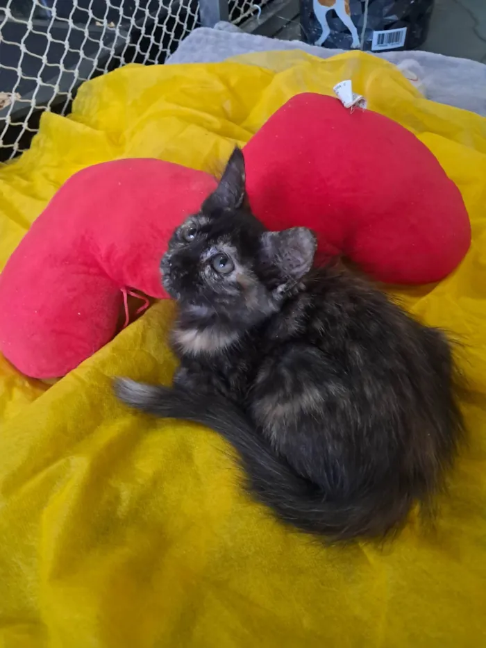 Gato ra a SRD-ViraLata idade 2 a 6 meses nome Kate