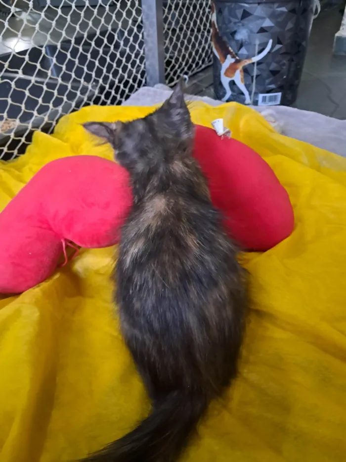 Gato ra a SRD-ViraLata idade 2 a 6 meses nome Kate
