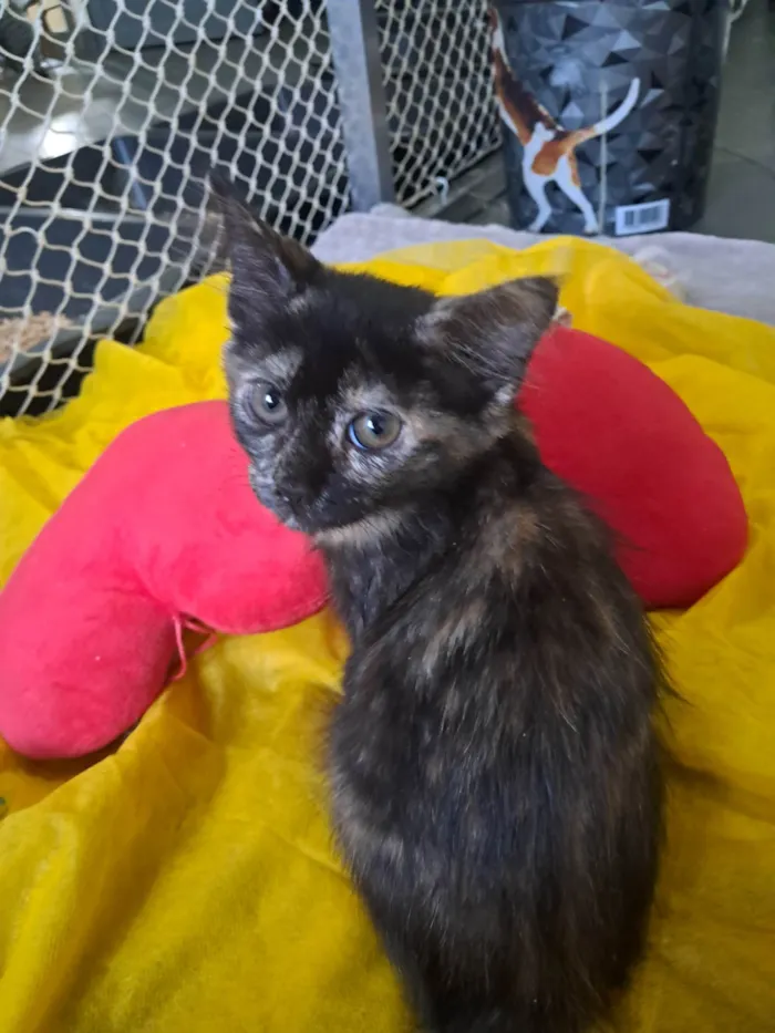 Gato ra a SRD-ViraLata idade 2 a 6 meses nome Kate