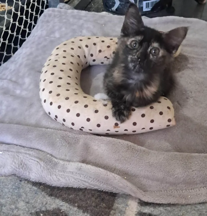 Gato ra a SRD-ViraLata idade 2 a 6 meses nome Kate