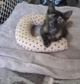 Kate