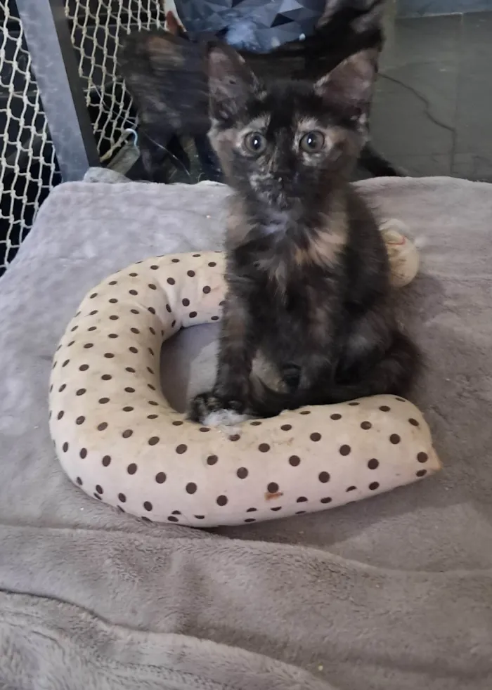 Gato ra a SRD-ViraLata idade 2 a 6 meses nome Kate