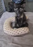 Kate