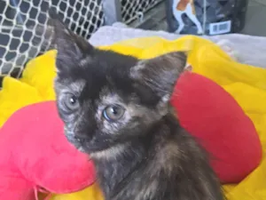Gato raça SRD-ViraLata idade 2 a 6 meses nome Kate