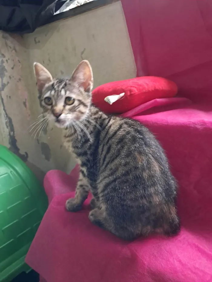 Gato ra a SRD-ViraLata idade 2 a 6 meses nome Magali
