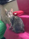 Magali