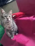 Magali