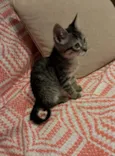 Magali