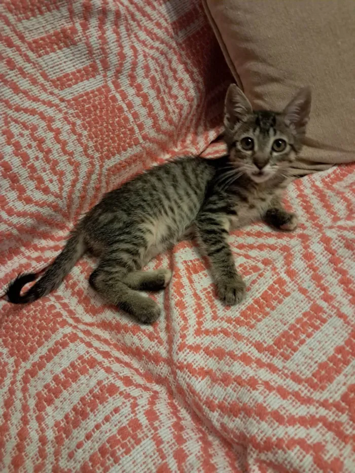 Gato ra a SRD-ViraLata idade 2 a 6 meses nome Magali