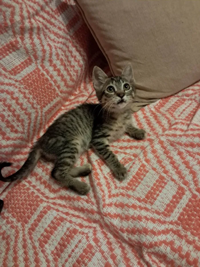 Gato ra a SRD-ViraLata idade 2 a 6 meses nome Magali