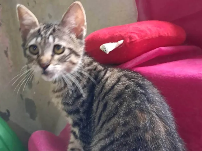 Gato ra a SRD-ViraLata idade 2 a 6 meses nome Magali