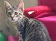 Magali