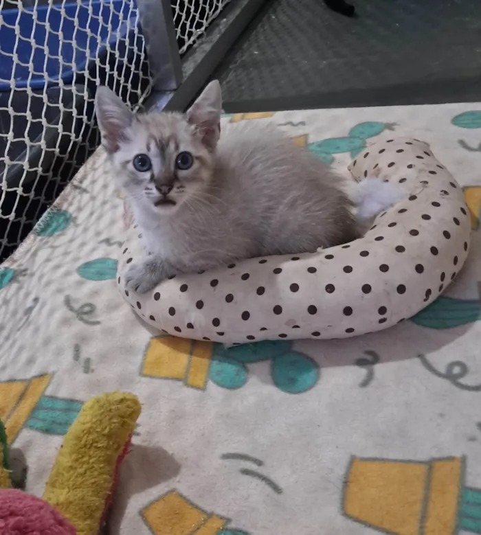 Gato ra a SRD-ViraLata idade 2 a 6 meses nome Bruninho