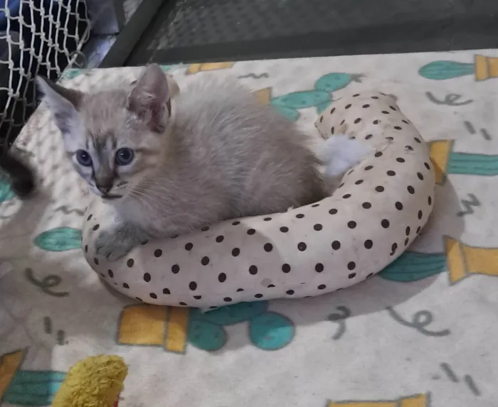 Gato ra a SRD-ViraLata idade 2 a 6 meses nome Bruninho