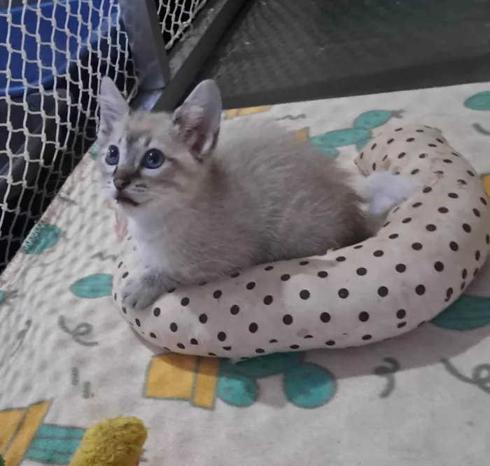 Gato ra a SRD-ViraLata idade 2 a 6 meses nome Bruninho
