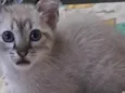 Bruninho