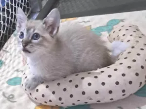 Gato raça SRD-ViraLata idade 2 a 6 meses nome Bruninho