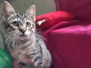 Gato raça SRD-ViraLata idade 2 a 6 meses nome Magali