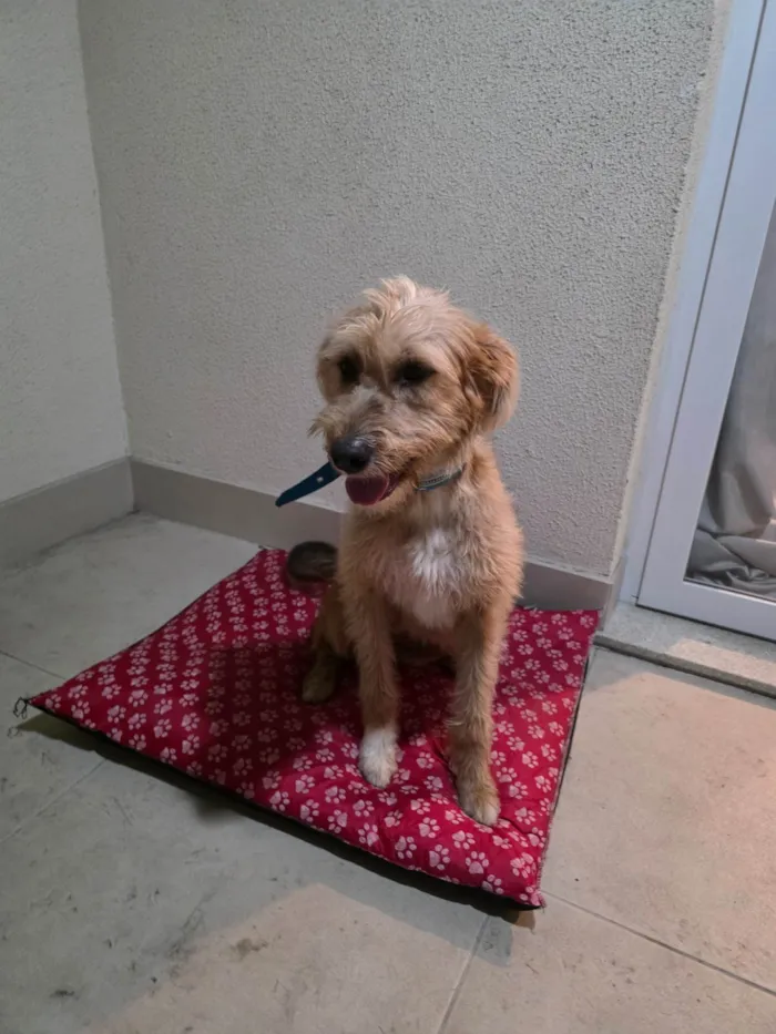 Cachorro ra a SRD-ViraLata idade 1 ano nome Krypto