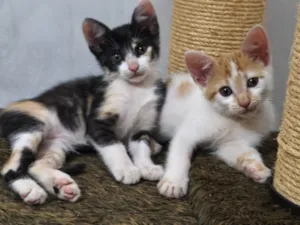 Gato raça SRD-ViraLata idade 2 a 6 meses nome Sem nome 