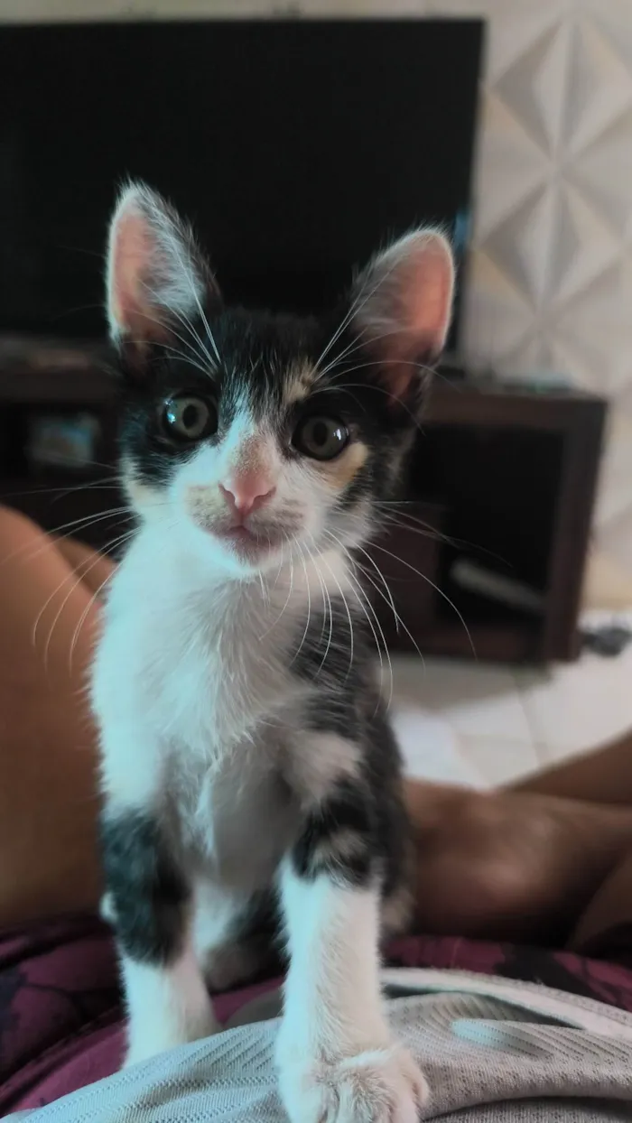 Gato ra a SRD-ViraLata idade 2 a 6 meses nome Sem nome 