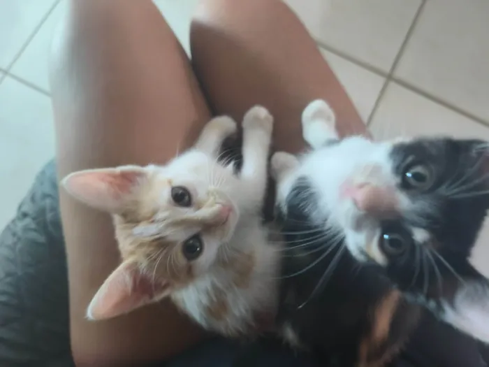 Gato ra a SRD-ViraLata idade 2 a 6 meses nome Sem nome 
