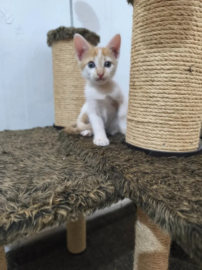 Gato ra a SRD-ViraLata idade 2 a 6 meses nome Sem nome 