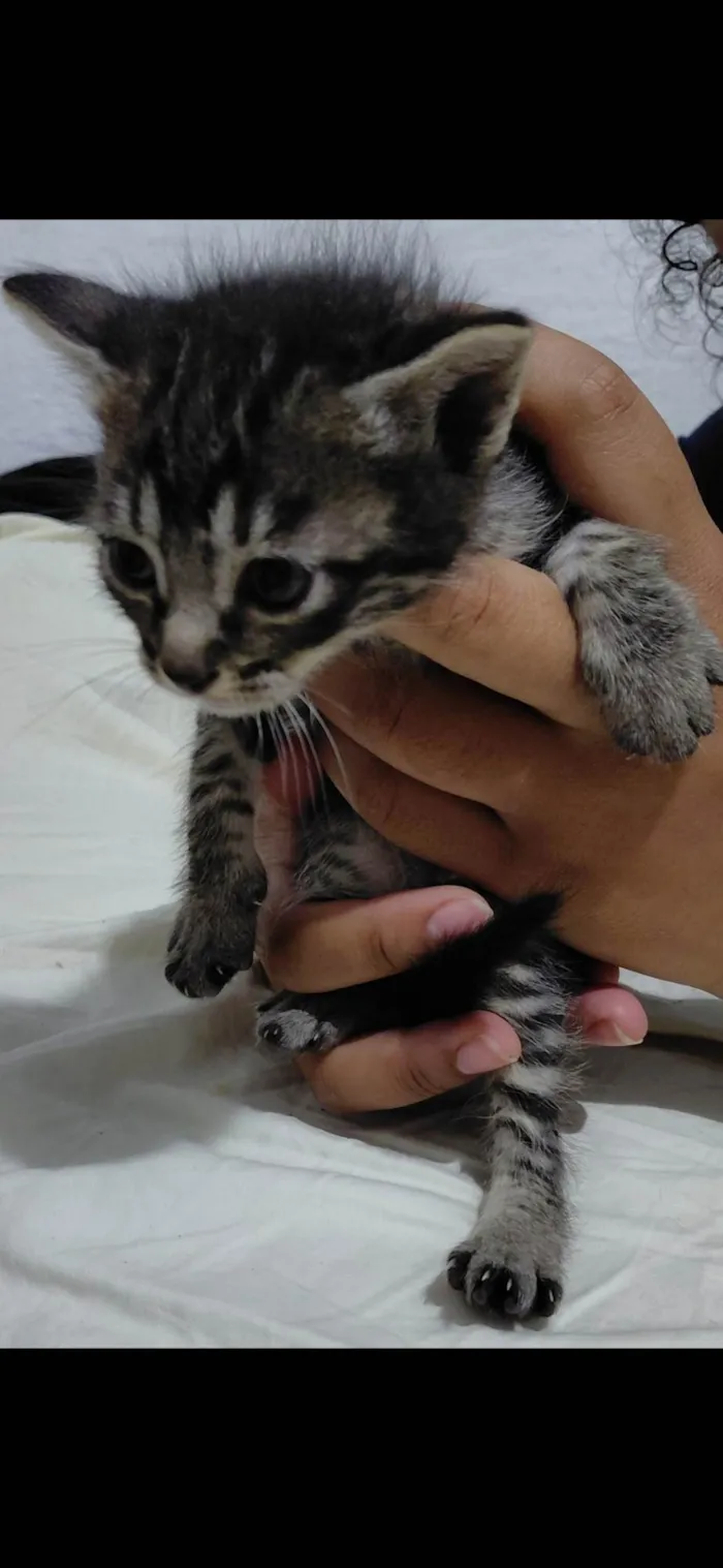 Gato ra a SRD-ViraLata idade 2 a 6 meses nome Sem nome