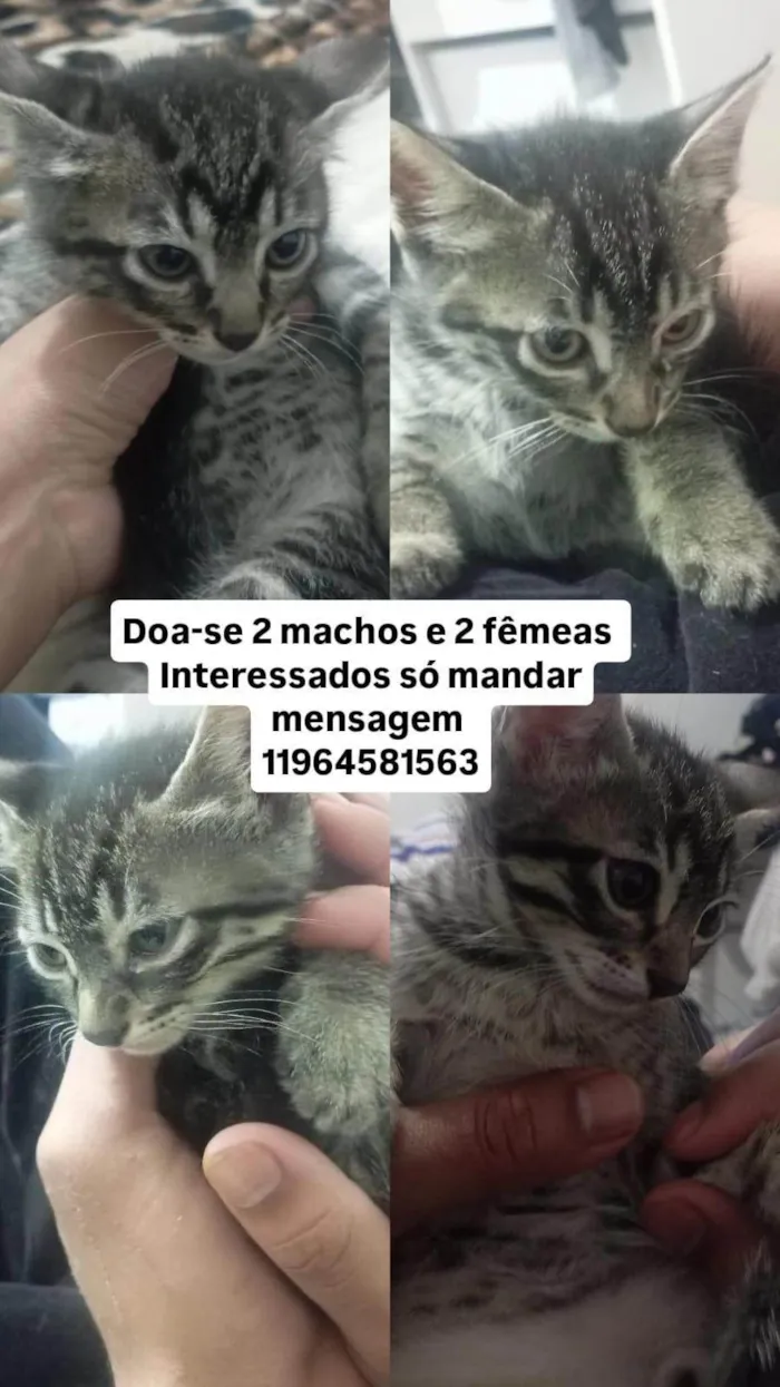 Gato ra a SRD-ViraLata idade 2 a 6 meses nome Sem nome