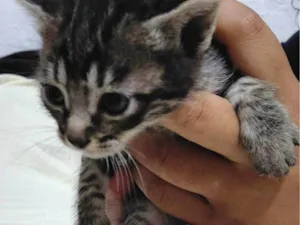Gato raça SRD-ViraLata idade 2 a 6 meses nome Sem nome