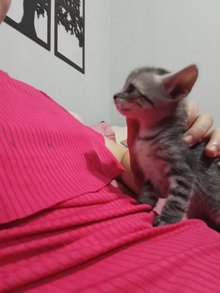Gato ra a SRD-ViraLata idade Abaixo de 2 meses nome Não tem 